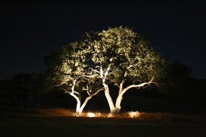 Tampa Bay uplighting to light this tree