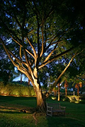 Uplighting highlights the bark, gnarled branches, and foliage of this old oak.