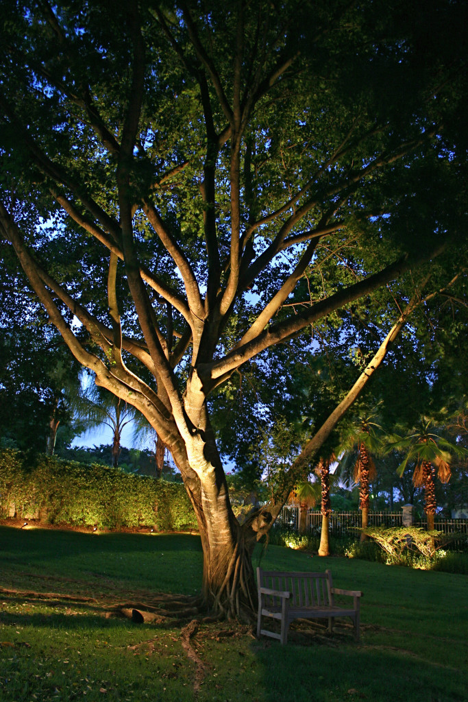 Up Lighting on tree’s can make a dramatic statement